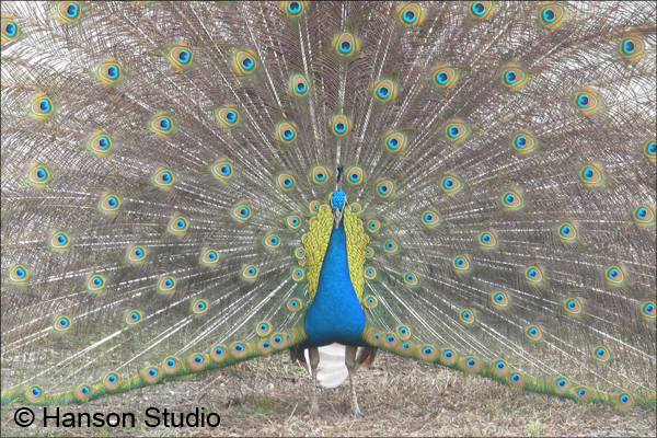 Peacock